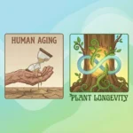 Why humans age but plants don’t